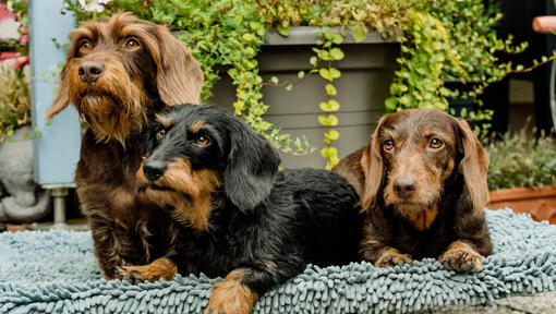 Dachshund wirehaired clearance miniature